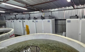 Четыре миллиона мальков выпустили в озеро Сон-Куль