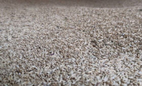 Ак-Сууйские фермеры получили льготное топливо и тонны семян для сева