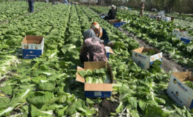 Кыргызстан начал экспорт пекинской капусты нового урожая в Россию