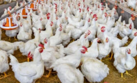 США инвестируют $40 млн в птицеводческий кластер в Узбекистане