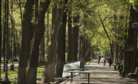 Мэр Джунушалиев инициировал создание электронных карт всех деревьев города