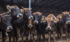 В Чуйской области и Бишкеке запускают мясной кластер на 1,5 миллиарда сомов