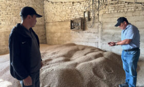 В Кыргызстане подвели итоги господдержки семеноводства