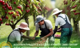 В Кыргызстане кооперативы получат новую технику для обработки 2000 гектаров