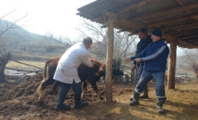 В Кыргызстане стартовала массовая вакцинация скота и домашних животных