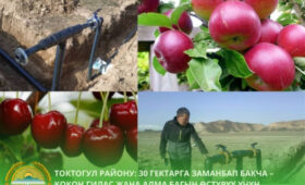 В Токтогульском районе запустили образцовый проект интенсивного садоводства