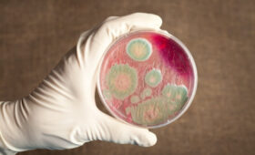 В КР внедряют цифровую систему мониторинга очагов заболеваний животных