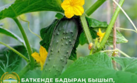 В Баткенском районе начали собирать первый урожай ранних огурцов