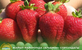 В Жайылском районе появилась первая клубника сезона