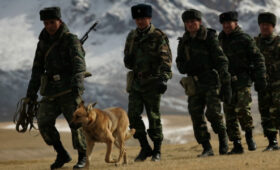 Ветеринары смогут служить в силовых структурах КР без конкурса