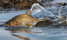 В Кыргызстане ввели временный запрет на рыбалку в период нереста