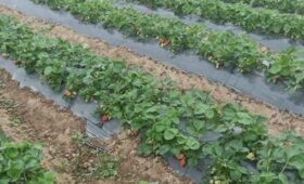 В Ноокенском районе созрел первый урожай клубники