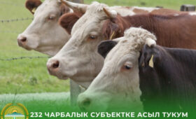 В КР утвердили список бесплатных вакцин для сельхозживотных