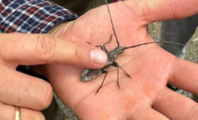 В Токтогульском лесхозе объявили войну сартскому усачу