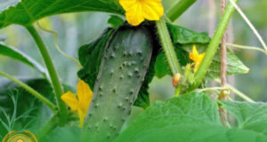 В Баткенском районе начали собирать первый урожай ранних огурцов