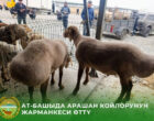 В Ат Баши оценили породные качества арашанских овец