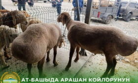 В Ат Баши оценили породные качества арашанских овец