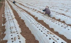 В Токтогульском районе начали выращивать калифорнийскую клубнику