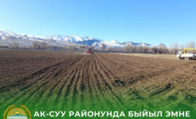 В Ак-Суйском районе под зерновые культуры отвели почти 27 тысяч гектаров