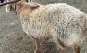 В Тогуз-Торо прошел смотр элитных баранов породы Арашан