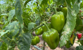 В Араване началась продажа перца сорта «Феррари»