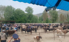 Рынок скота в Ноокате заполнили животные-нелегалы без бирок и документов