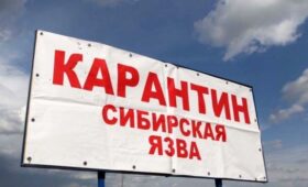 В КР могут сократить санитарные зоны вокруг очагов сибирской язвы