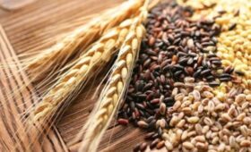В Кыргызстане стартовала продажа сертифицированных семян озимых