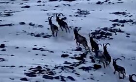 Снежный барс попал на видео во время рейда в Нарынской области