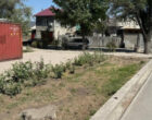 На территории КНУКИ незаконно срубили деревья