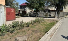 На территории КНУКИ незаконно срубили деревья
