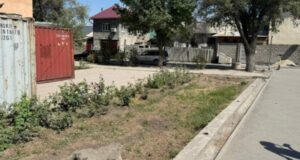 На территории КНУКИ незаконно срубили деревья