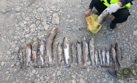 В Барскооне погибла иссык-кульская форель, образцы направили на анализ