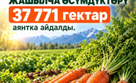 В Кыргызстане урожайность моркови в 2026 году вырастет до 310 ц/га