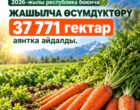В Кыргызстане урожайность моркови в 2026 году вырастет до 310 ц/га