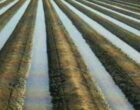 В Кыргызстане план подачи оросительной воды выполнен на 80%